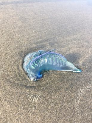 moonhopper bluebottle